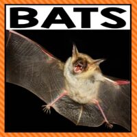 There are so many different bat activities that you can do at home or in the classroom. This page allows you to quickly see our favorite bat ideas, activities and printables that have been featured on A Dab of Glue Will Do.
