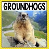 There are so many different groundhog activities that you can do at home or in the classroom. This page allows you to quickly see our favorite groundhog ideas, activities and printables that have been featured on A Dab of Glue Will Do.
