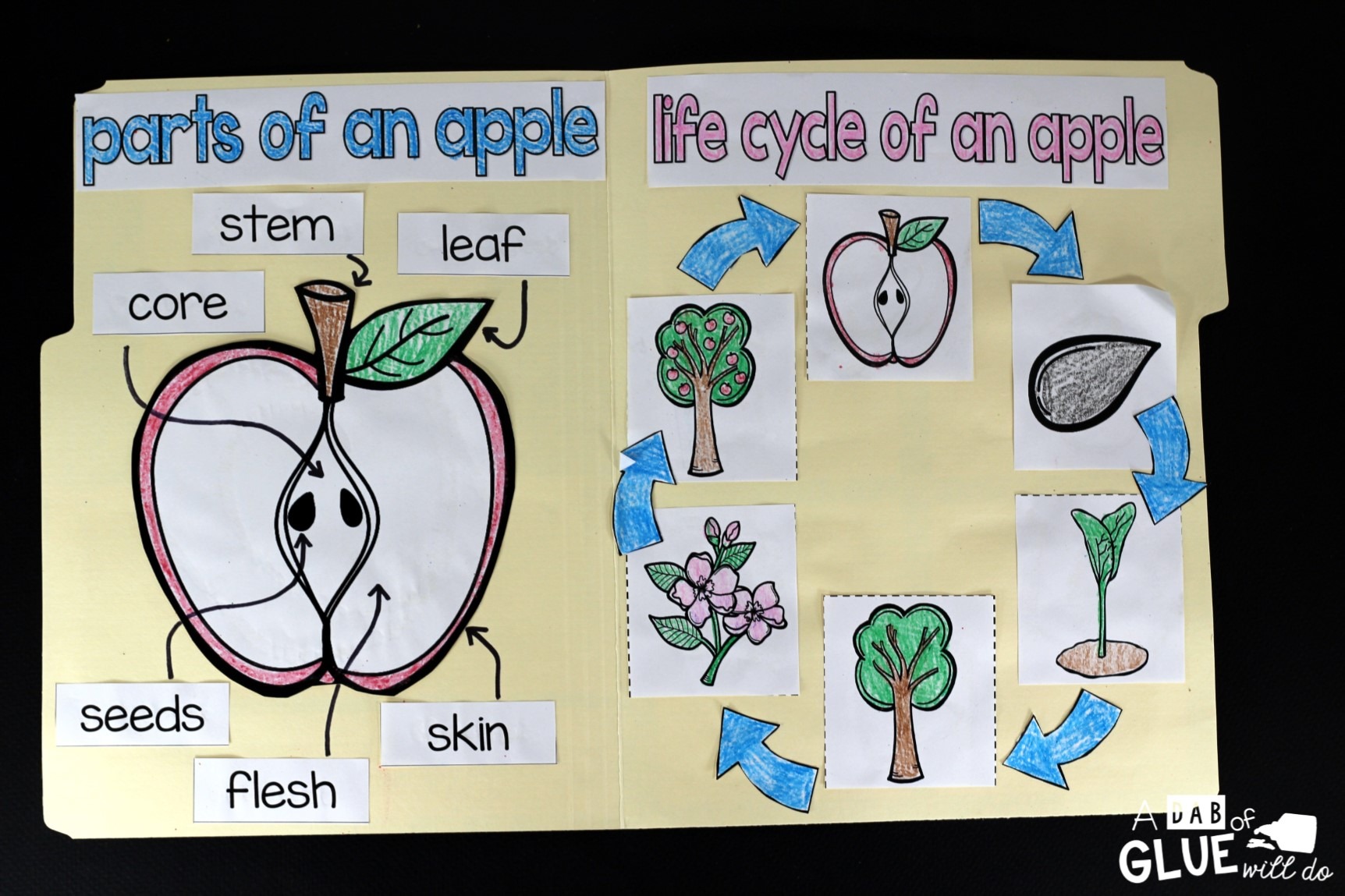 Apples Bundle - With Regard To Parts Of An Apple Worksheet