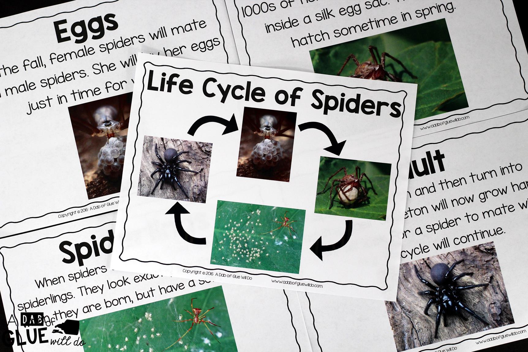 Engage your class in an exciting hands-on experience learning all about spiders! This Spiders: An Animal Study is perfect for science in Preschool, Pre-K, Kindergarten, First Grade, and Second Grade classrooms and packed full of inviting science activities. Students will learn about the difference between spiders and insects, parts of a spider, a spider's life cycle, and many more fun facts. When students are done they can complete a spider research project. This pack is great for homeschoolers, kids craft activities, and to add to your unit studies!