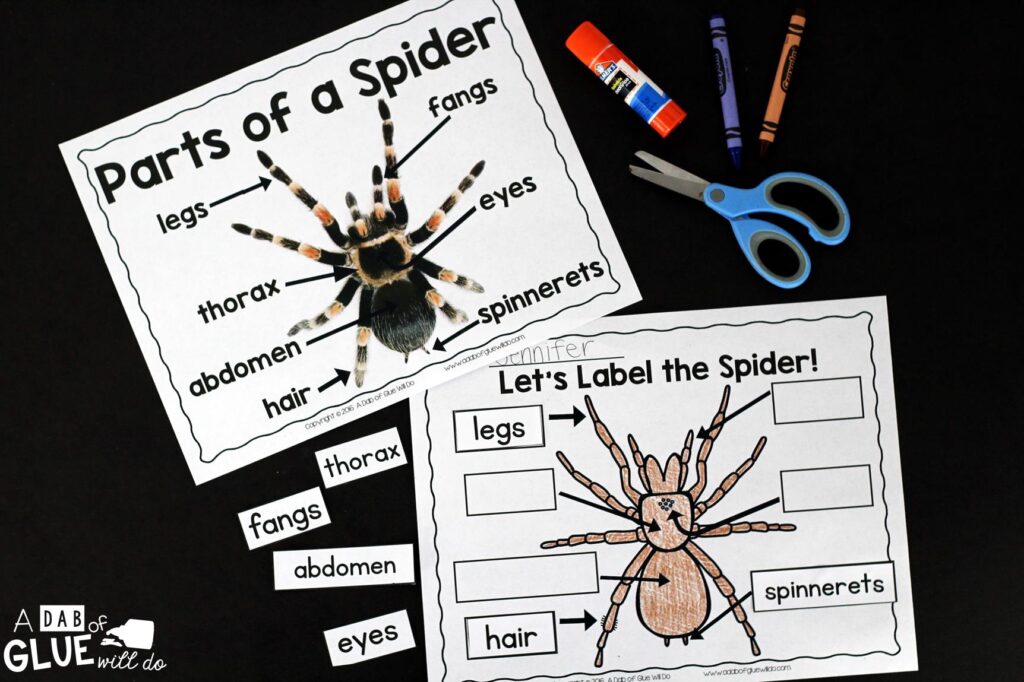 Spiders: An Animal Study
