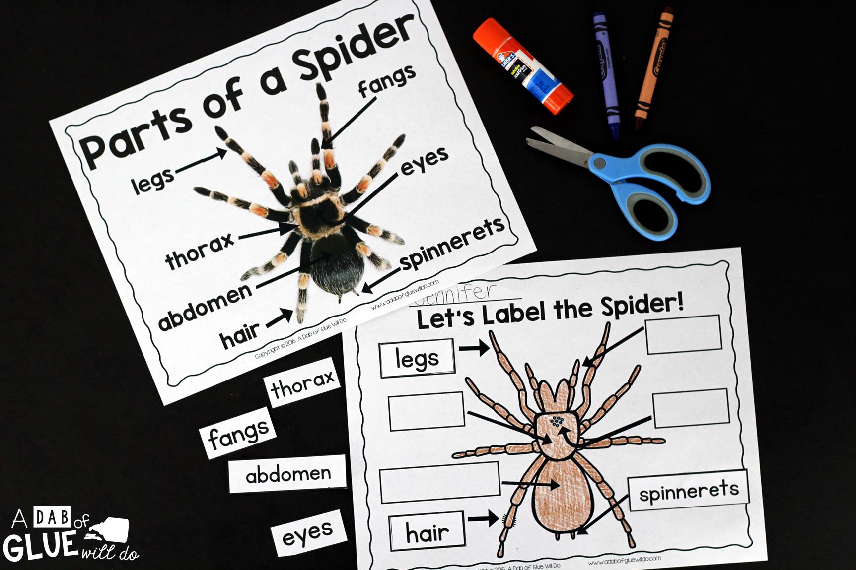 Engage your class in an exciting hands-on experience learning all about spiders! This Spiders: An Animal Study is perfect for science in Preschool, Pre-K, Kindergarten, First Grade, and Second Grade classrooms and packed full of inviting science activities. Students will learn about the difference between spiders and insects, parts of a spider, a spider's life cycle, and many more fun facts. When students are done they can complete a spider research project. This pack is great for homeschoolers, kids craft activities, and to add to your unit studies!