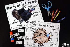 Turkeys: An Animal Study