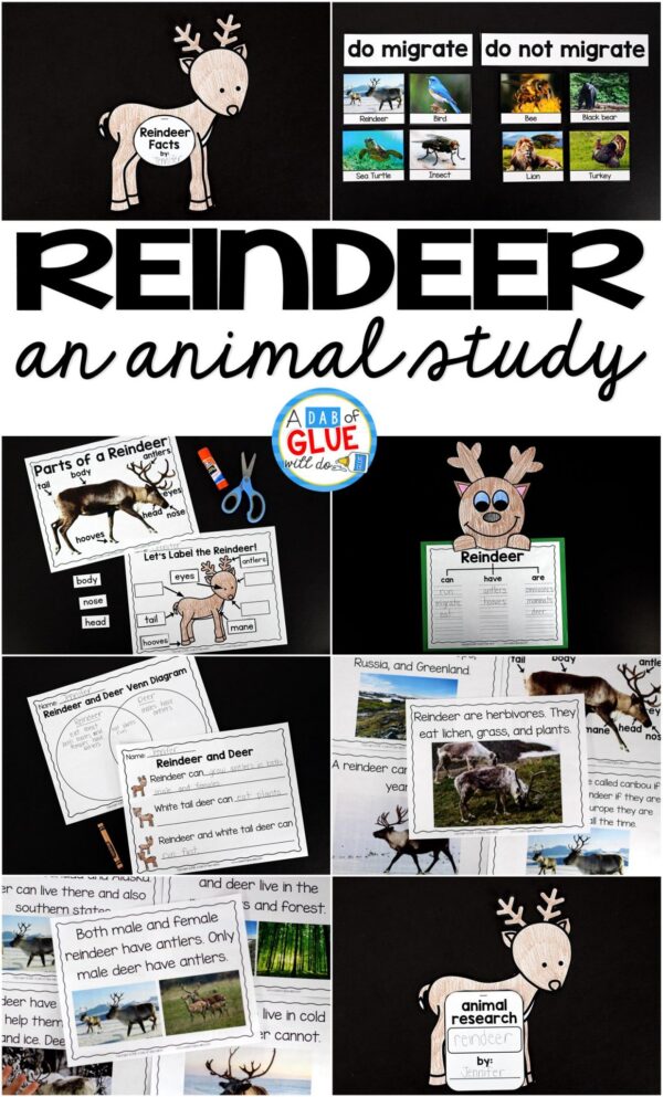 Engage your class in an exciting hands-on experience learning all about reindeer! This Reindeer: An Animal Study is perfect for science in Preschool, Pre-K, Kindergarten, First Grade, and Second Grade classrooms and packed full of inviting science activities. Students will learn about the difference between reindeer and white tail deer, animals that migrate and not migrate, parts of a reindeer, and a reindeer can, have, are craftivity. When students are done they can complete a reindeer research project. This pack is great for homeschoolers, kids craft activities, and to add to your unit studies!