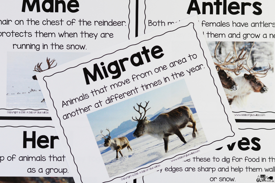Connect reindeer with science and the study of animals, with this Reindeer Facts: An Animal Study. Students love learning and researching about animals. 