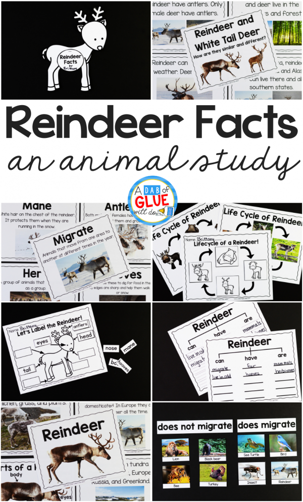 Connect reindeer with science and the study of animals, with this Reindeer Facts: An Animal Study. Students love learning and researching about animals.