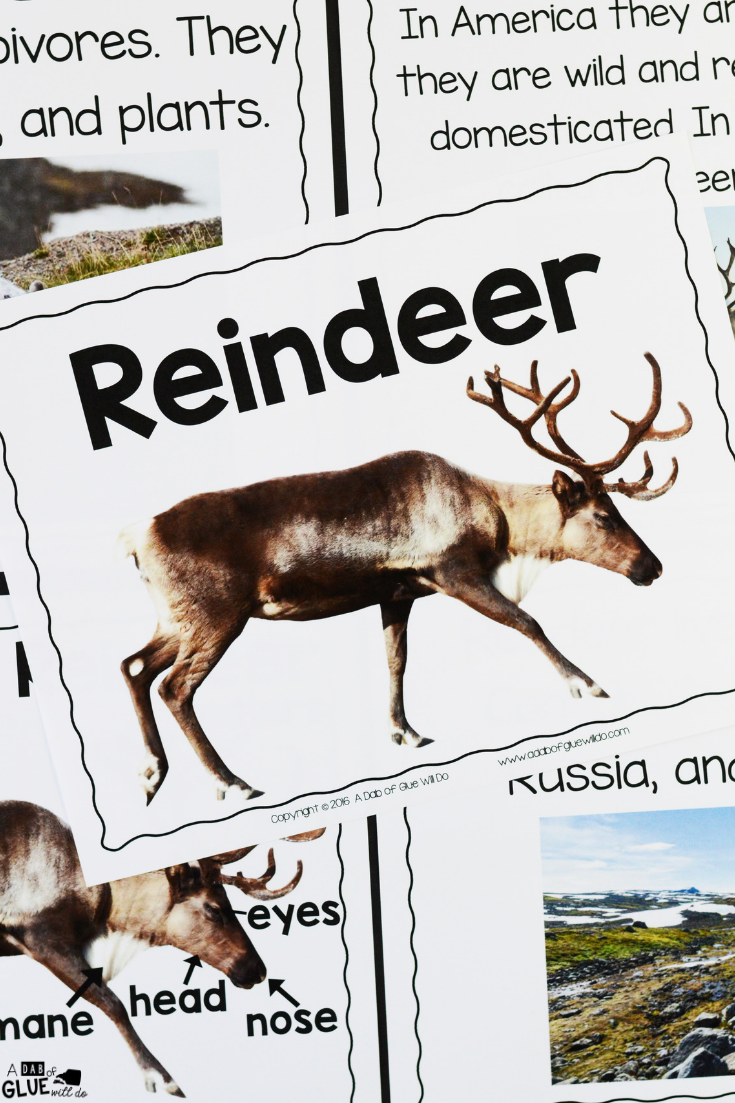 Connect reindeer with science and the study of animals, with this Reindeer Facts: An Animal Study. Students love learning and researching about animals.