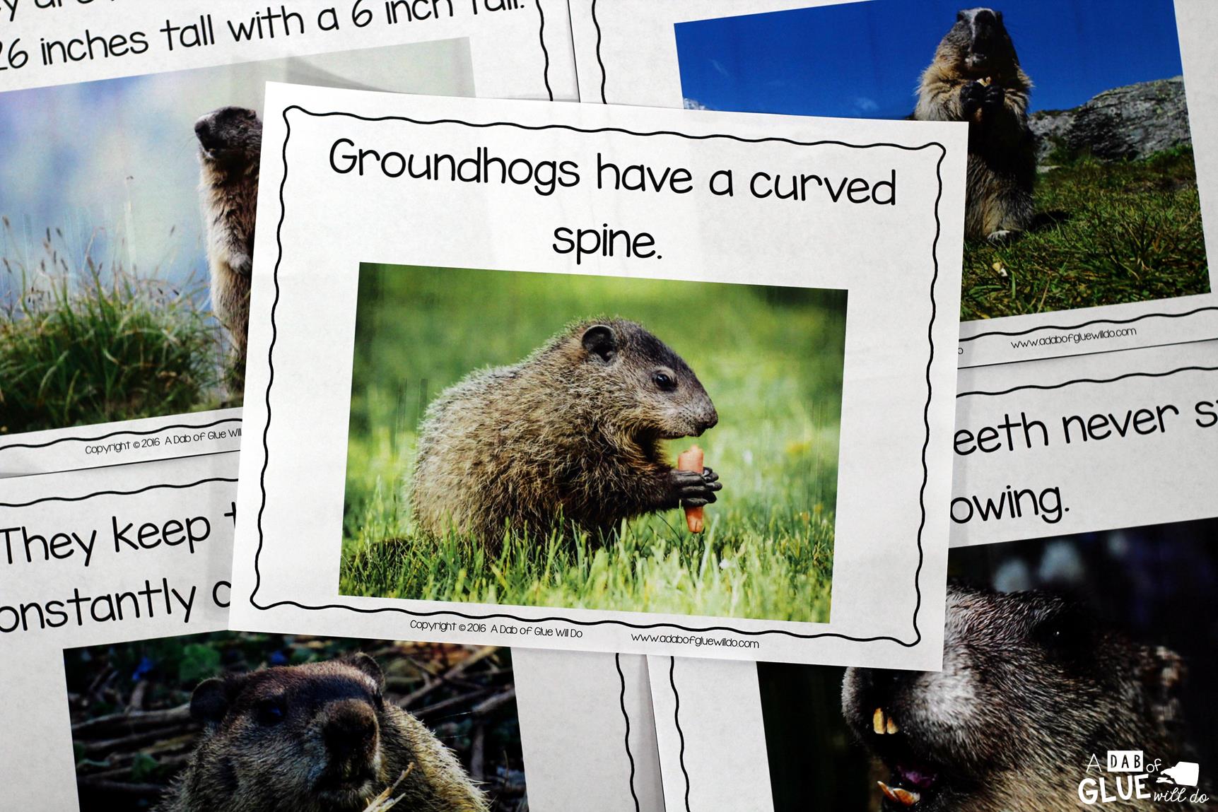 Animal Study: Don't miss our Groundhog Facts Animal Study full of great information, activities, and learning projects ideal to help your students learn!