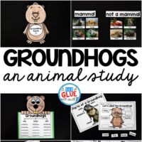 Engage your class in an exciting hands-on experience learning all about groundhogs! This Groundhog: An Animal Study is perfect for science in Preschool, Pre-K, Kindergarten, First Grade, and Second Grade classrooms and packed full of inviting science activities.  Students will learn about the difference between groundhogs and beavers, mammals, parts of a groundhog, and a groundhog can, have, are craftivity. When students are done they can complete a groundhog research project. This pack is great for homeschoolers, kids craft activities, and to add to your unit studies!