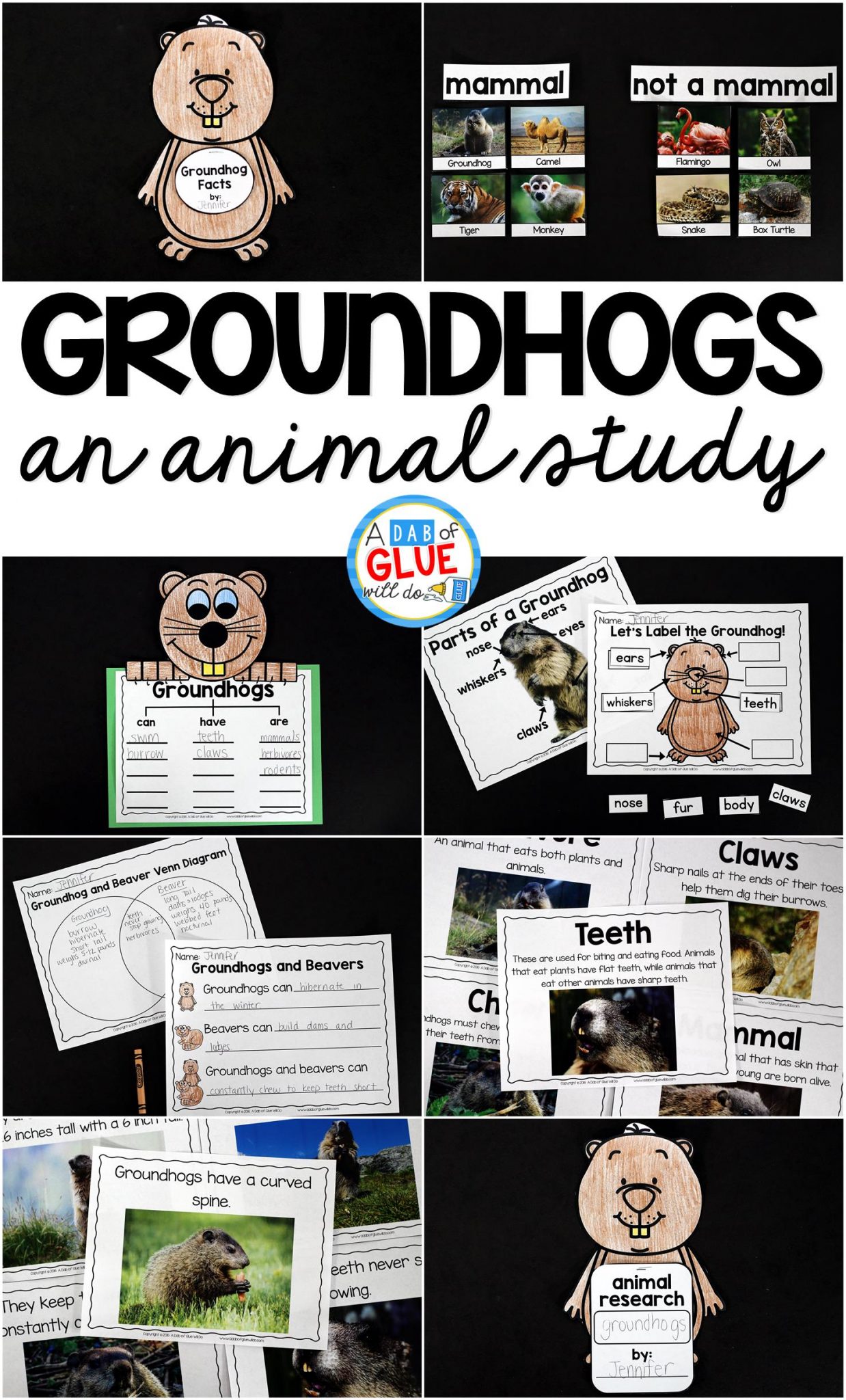 Groundhog Facts Animal Study -