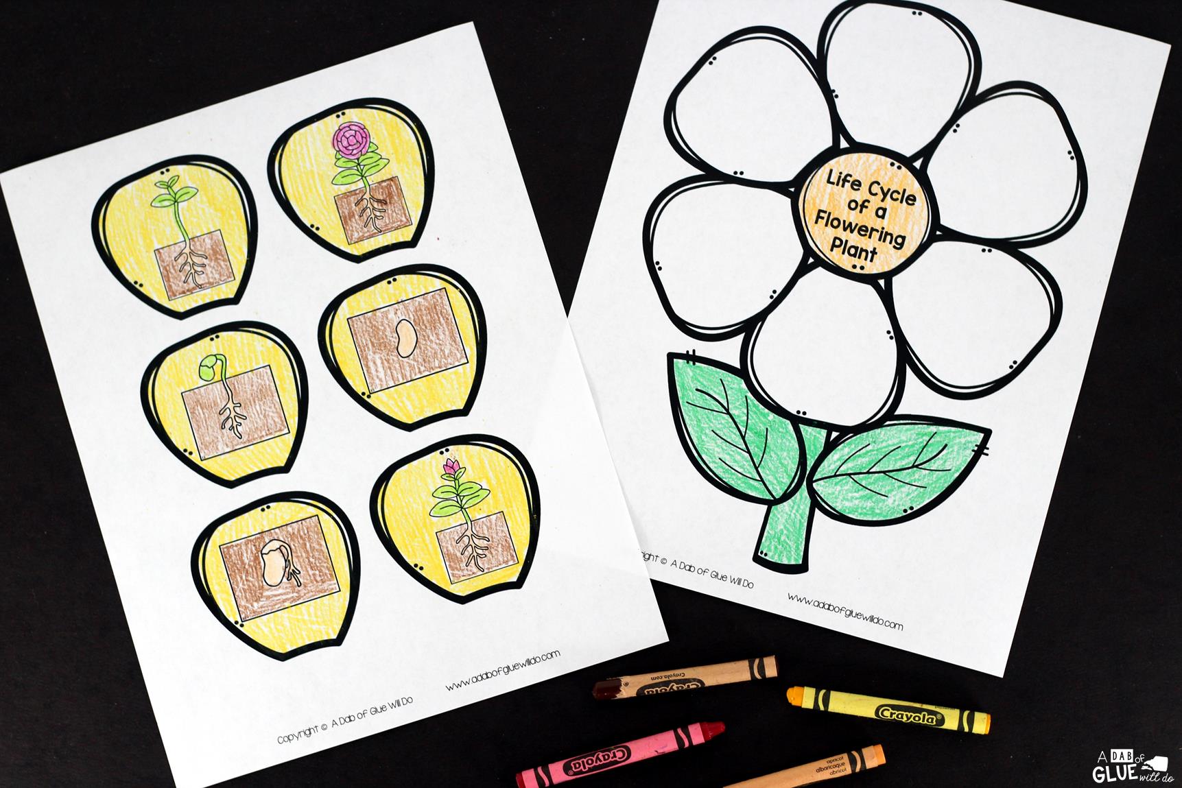 Flowering Plant Life Cycle Craftivity is the perfect addition to your science lesson plans this spring. This free printable is perfect for preschool, kindergarten, first grade, and second grade students. 