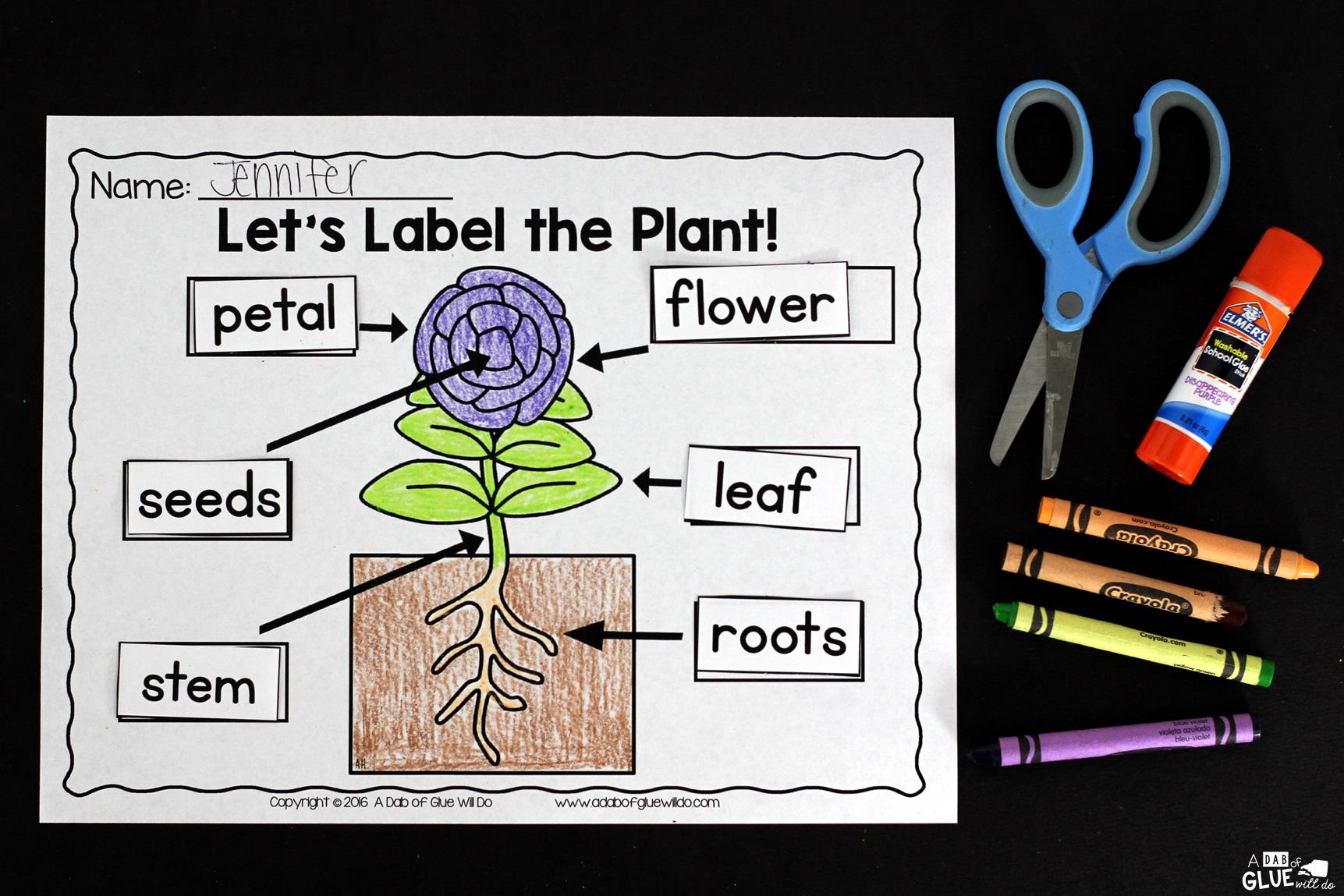 Engage your class in an exciting hands-on experience learning all about plants! Plants Unit (PowerPoint, Lessons, Printables) is perfect for science in Preschool, Pre-K, Kindergarten, First Grade, and Second Grade classrooms and packed full of inviting science activities. Students will learn about the needs of plants, parts of a plant, and the plant life cycle. This pack is great for homeschoolers, kids craft activities, and to add to your unit studies!