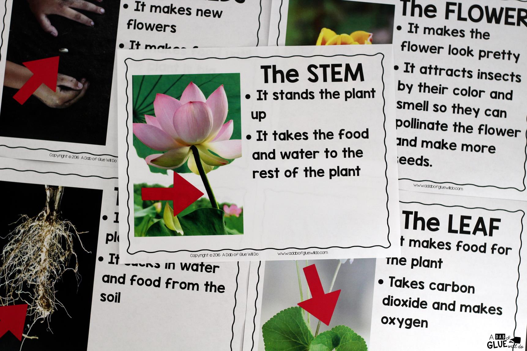 Engage your class in an exciting hands-on experience learning all about plants! Plants Unit (PowerPoint, Lessons, Printables) is perfect for science in Preschool, Pre-K, Kindergarten, First Grade, and Second Grade classrooms and packed full of inviting science activities. Students will learn about the needs of plants, parts of a plant, and the plant life cycle. This pack is great for homeschoolers, kids craft activities, and to add to your unit studies!