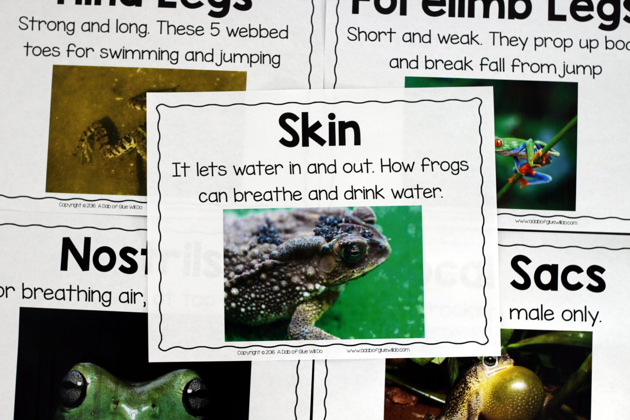 Engage your class in an exciting hands-on experience learning all about frogs! This Frog Animal Study is perfect for science in Preschool, Pre-K, Kindergarten, First Grade, and Second Grade classrooms and packed full of inviting science activities. Students will learn about the difference between frogs and toads, animals that live in the freshwater and animals that live in saltwater, parts of a frog, and a frog's life cycle. When students are done they can complete a frog research project. This pack is great for homeschoolers, kids craft activities, and to add to your unit studies!