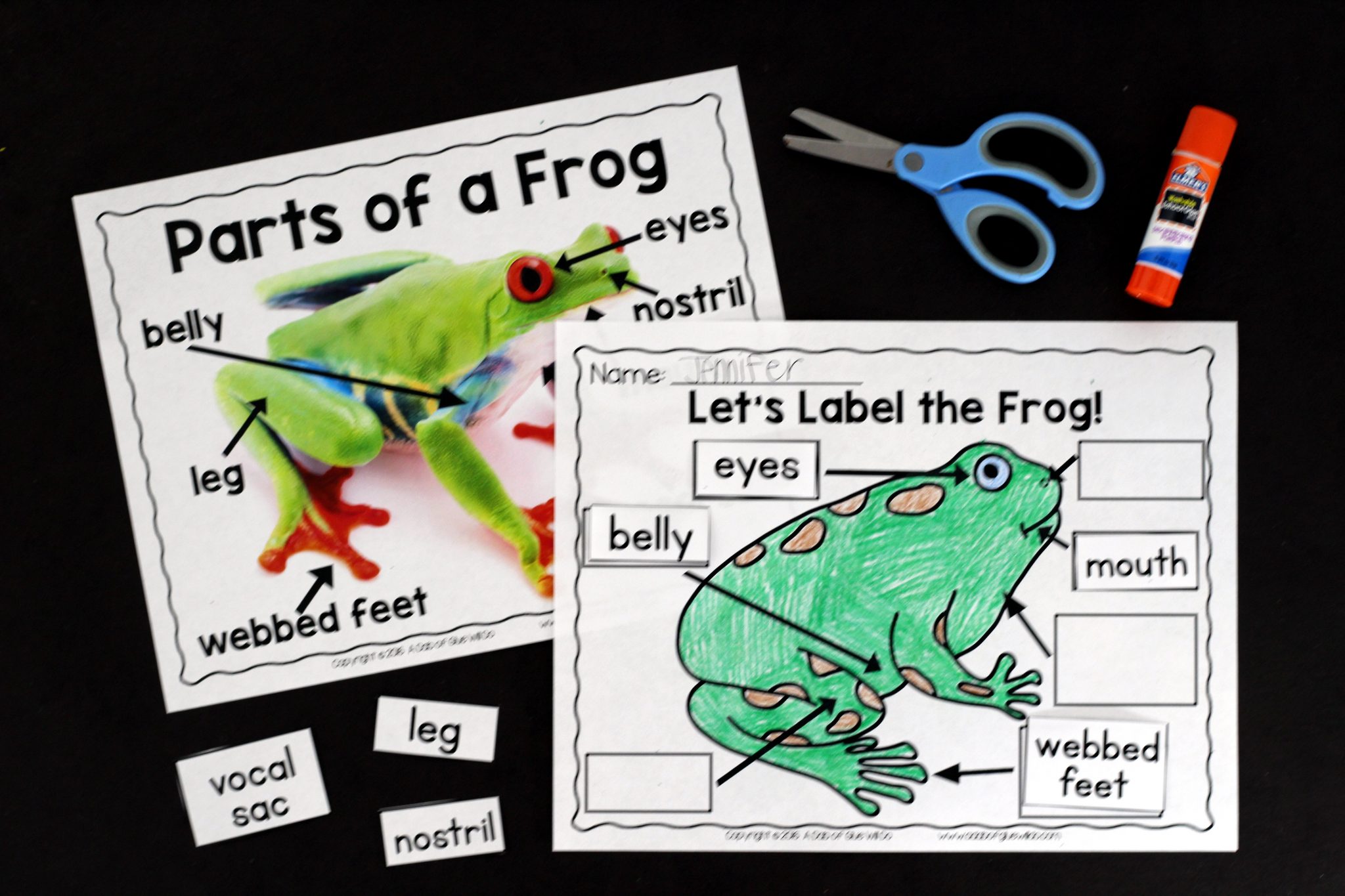 Engage your class in an exciting hands-on experience learning all about frogs! This Frog Animal Study is perfect for science in Preschool, Pre-K, Kindergarten, First Grade, and Second Grade classrooms and packed full of inviting science activities. Students will learn about the difference between frogs and toads, animals that live in the freshwater and animals that live in saltwater, parts of a frog, and a frog's life cycle. When students are done they can complete a frog research project. This pack is great for homeschoolers, kids craft activities, and to add to your unit studies!