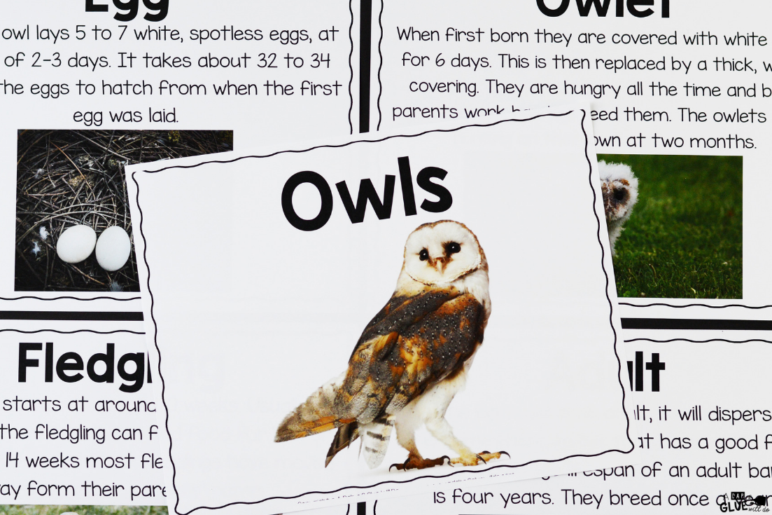 This Owls: An Animal Study is the perfect way for our students to learn and research about our feathered friends in an enjoyable hands-on way!