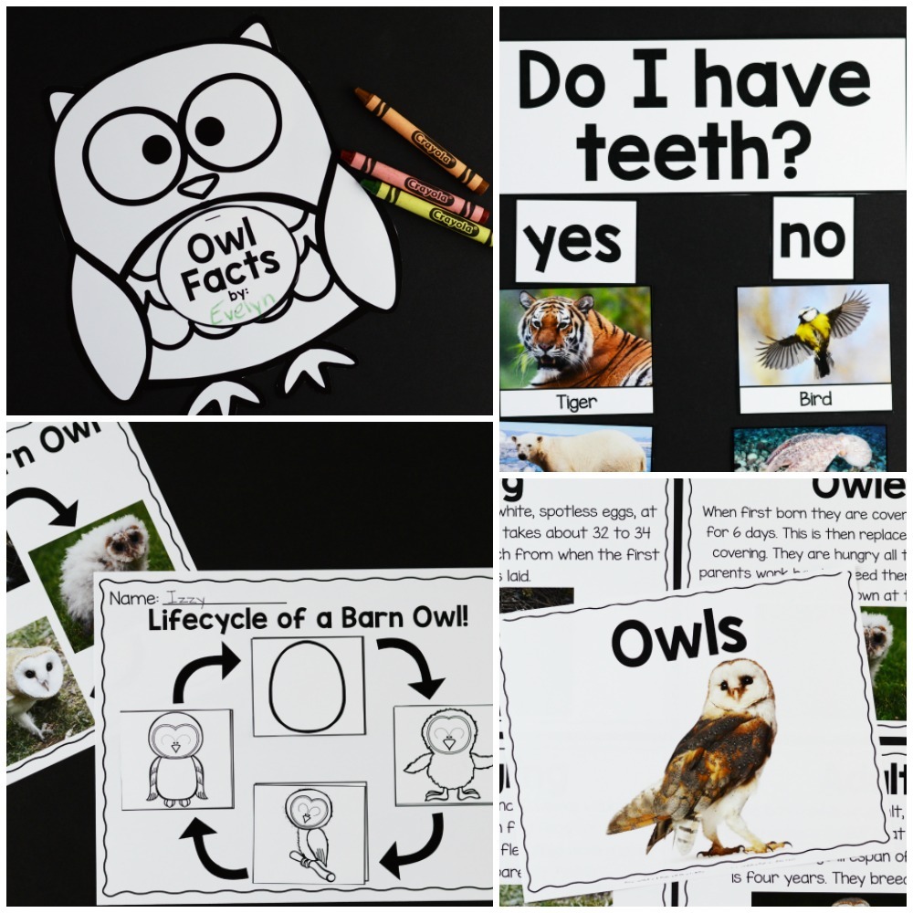 This Owls: An Animal Study is the perfect way for our students to learn and research about our feathered friends in an enjoyable hands-on way!