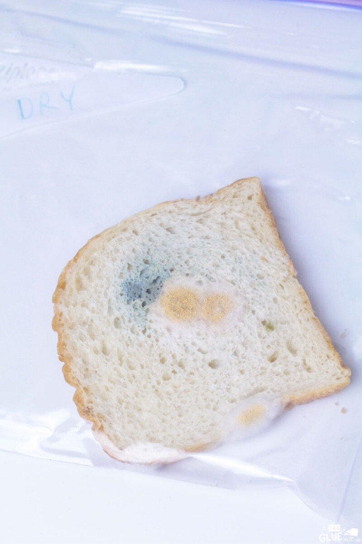 Green mold on bread in a plastic bag for a science experiment.