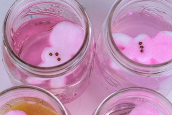 4 jars of liquids with pink marshmallow peeps in them.