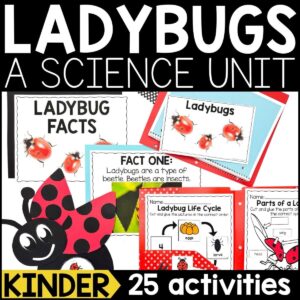 Ladybug Animal Study for Kindergarten