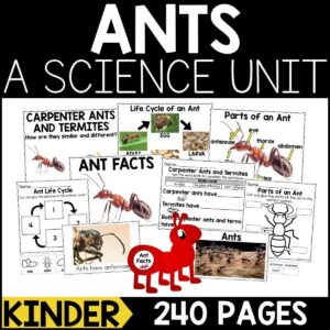 Ants Animal Study for Kindergarten