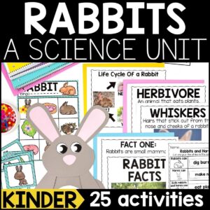 Rabbits Animal Study for Kindergarten