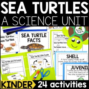 Sea Turtles Animal Study for Kindergarten