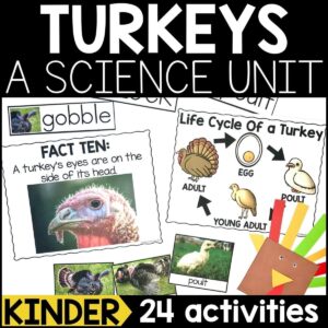 Turkey Animal Study for Kindergarten