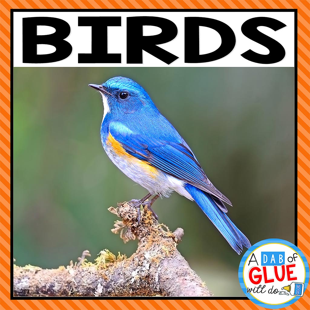 Animal Groups and Animal Classification: Birds - A Dab of Glue Will Do