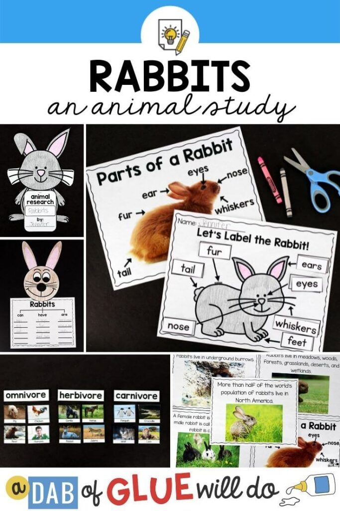 A collage of pictures from a rabbits animal study including a "let's label the rabbit" diagram and rabbit craft