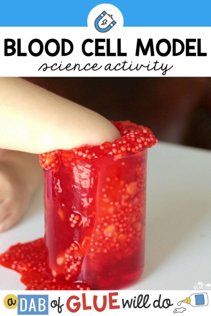A blood cell model experiment for kids