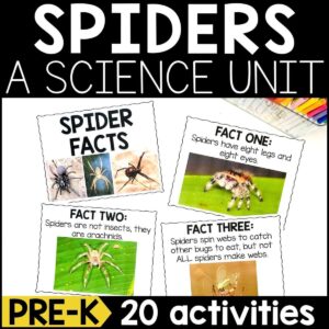 Spiders Animal Study for Pre-K