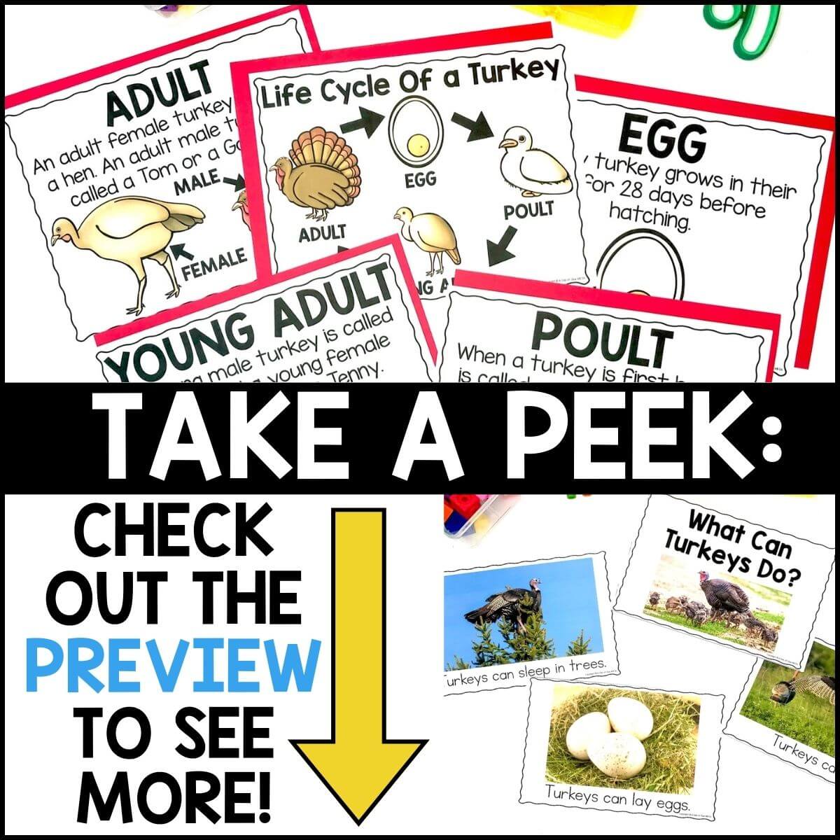 Turkey Animal Study for Pre-K - Image 4