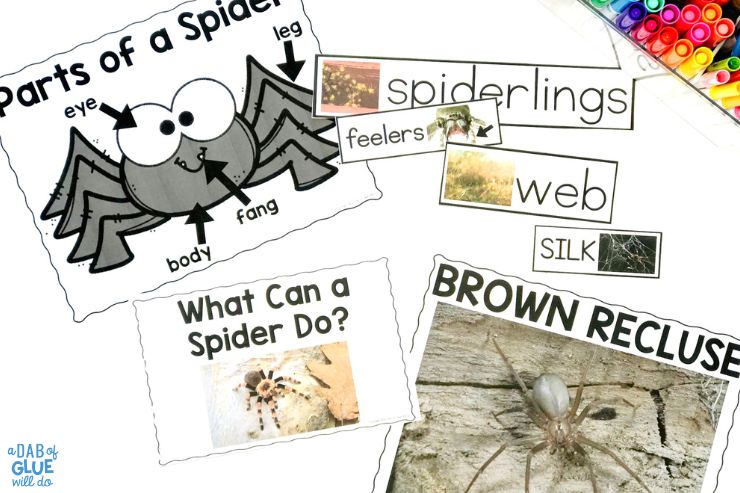Bring science to life with this pre-k spiders science unit study! Fun for students with a spider life cycle worksheet, activities, & more!