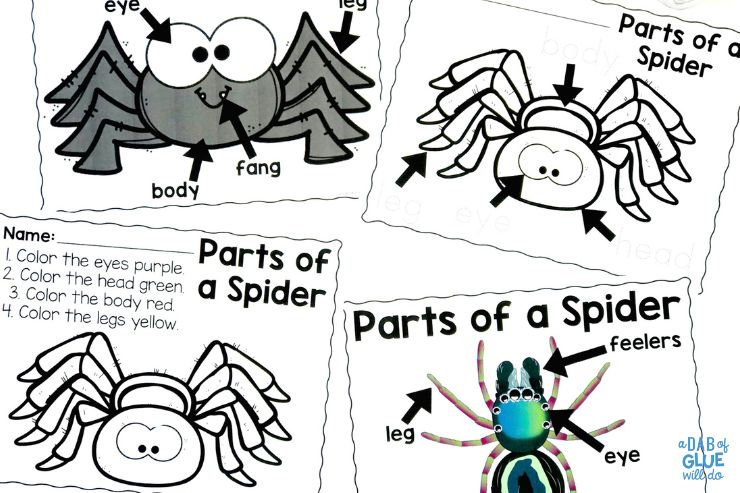 Parts of a spiders worksheets and posters bring spiders to life for little learners
