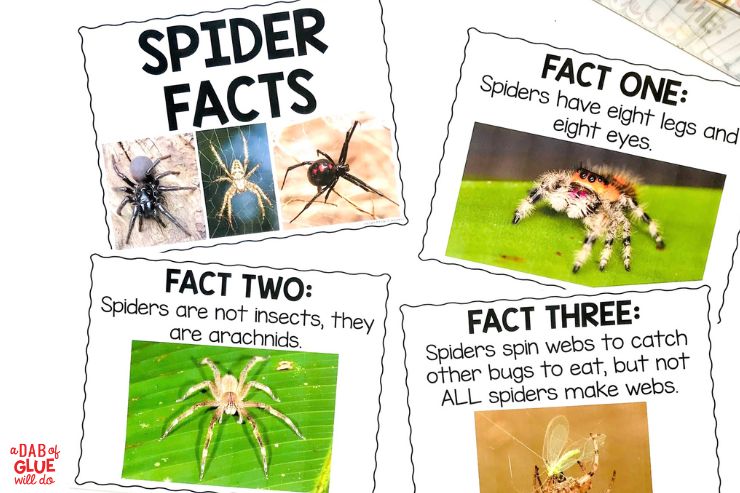 Spider pictures with facts all about spiders 