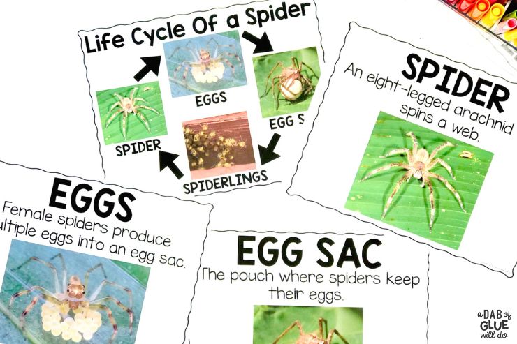spider life cycle worksheets and posters to teach students all about spiders