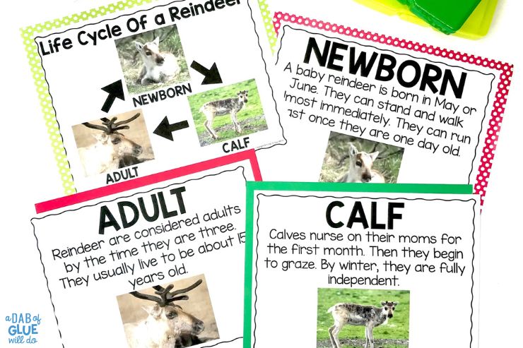 Reindeer life cycle posters for pre-k students