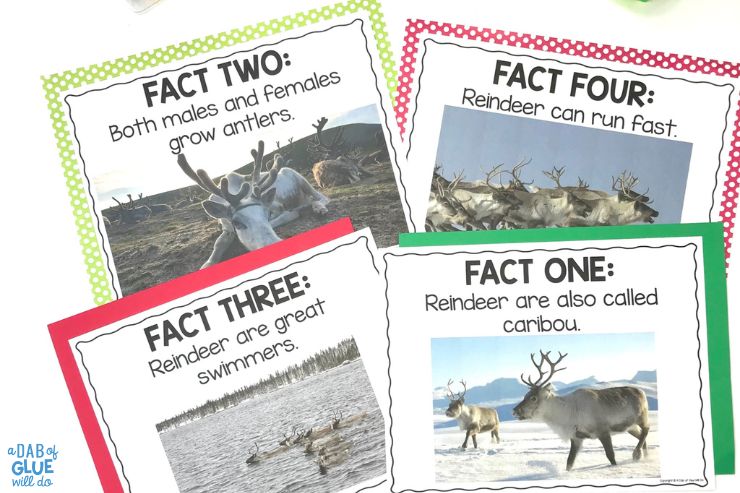 Reindeer facts and posters for pre-k