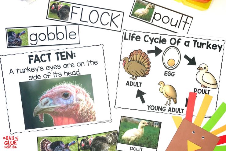 What better way to learn about turkeys than by doing a science unit on them? This pre-k turkey science unit has everything you need!