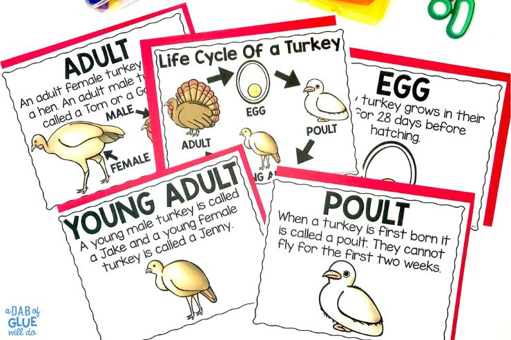 Prek turkey life cycle posters and hat