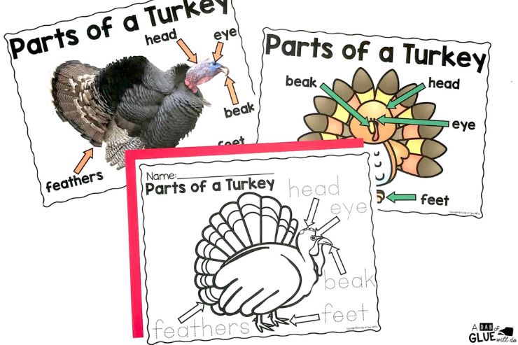 This is a fun pre-k turkey science unit that includes lots of different hands-on activities. It's perfect for the Thanksgiving season!