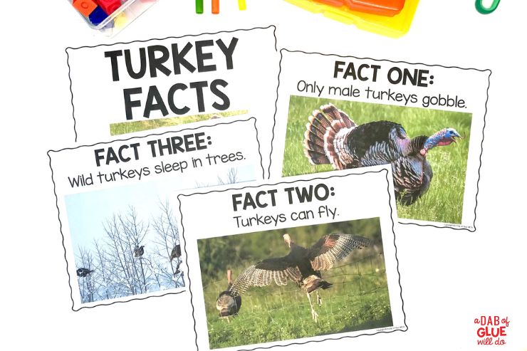 Science unit for prek Turkey Facts 